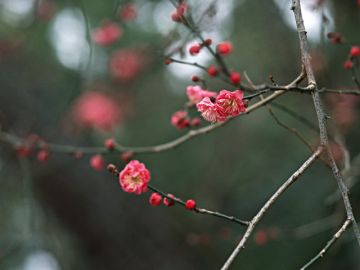 林屋